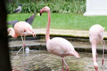 Pink flamingos in a fountain at Villa Invernizzi, a hidden garden in Milano, Italy