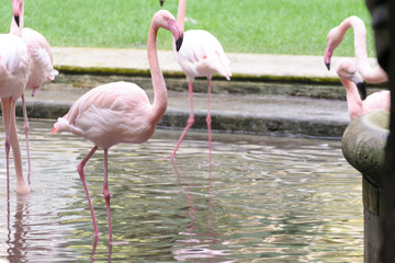 Pink flamingos in a fountain at Villa Invernizzi, a hidden garden in Milano, Italy