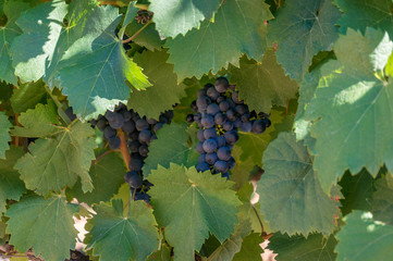 Grape vine with gruit. Ripe purple grapes with leaves