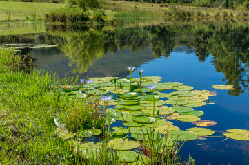 Purple blue water lilies on a pond. Nature background