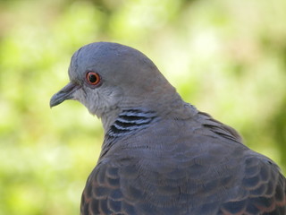 後方から見た鳩の顔