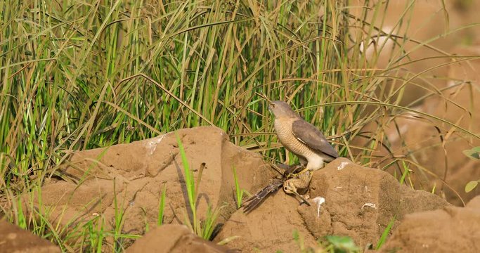 A killer Shikra hawk pins down a common snipe ,Gallinago gallinago, near a marsh by a stream , the snipe is still alive as the bird of prey stands over it pinning it with its talons in India