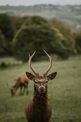 Photo sur Plexiglas Cerf Wildlife deer