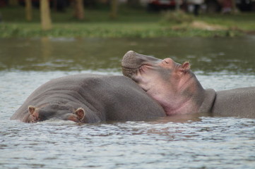 hippopotamus in river