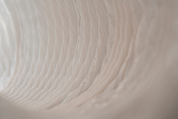 close up of a white cotton