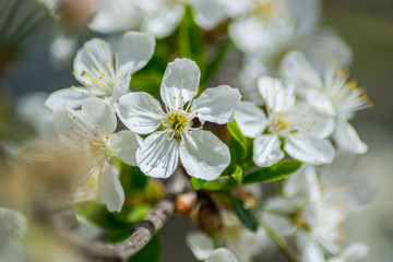Sour cherry tree blossom, white tender flowers in spring on blue sky, selective focus, seasonal nature flora