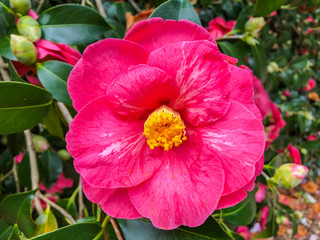 Japanese camellia