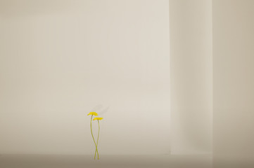 yellow flowers in room