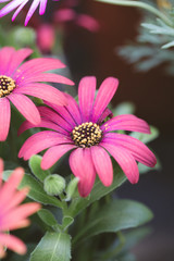 Obraz premium Blooming red blue chrysanthemum flowers and green leaves，Arctotis stoechadifolia var.grandis