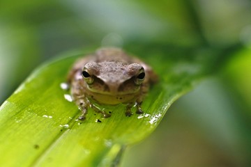 frog is an insect-eating amphibian that lives in fresh water or on land. features a slippery frog, brownish, longer hind legs, good at jumping and swimming
