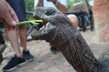 turtle eating a branch