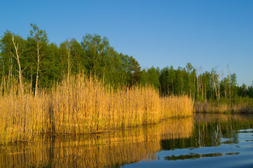 Obraz premium Reflection of trees and tall grass in the water