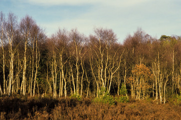 Bouleau verruqueux, Betula pendula, Forêt de Fontainebleau,, 77, Seine et Marne