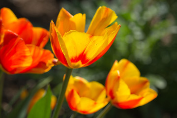 Yellow tulip flowers close up in spring garden.
