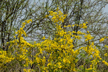 Acacia, Acacia hebeclada, Parc national Kruger, Afrique du Sud