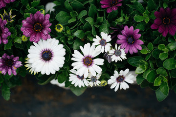 Blooming red blue chrysanthemum flowers and green leaves，Arctotis stoechadifolia var.grandis