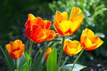 Obraz na płótnie Canvas Yellow tulip flowers close up in spring garden.