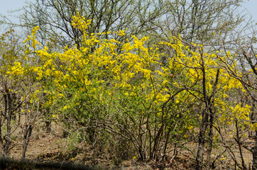Fototapeta premium Acacia, Acacia hebeclada, Parc national Kruger, Afrique du Sud