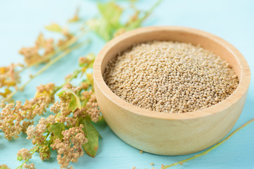 Organic brown quinoa seed in a wooden bowl and quinoa plant on pastel color background, healthy food	