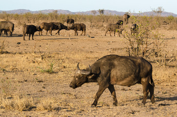 Buffle d'Afrique, Syncerus caffer, Parc national Kruger, Afrique du Sud