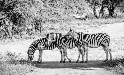Fototapeta na wymiar Drei Zebras