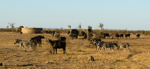Réservoir d'eau, Buffle d'Afrique, Syncerus caffer, Parc national Kruger, Afrique du Sud
