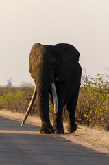 Eléphant d'Afrique, Gros porteur, Loxodonta africana, Parc national Kruger, Afrique du Sud