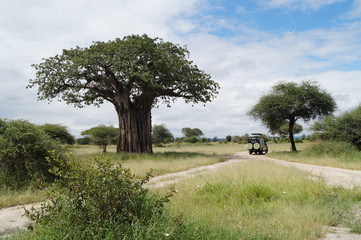 safari in Africa