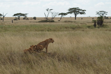 Fototapeta na wymiar lions in the savannah