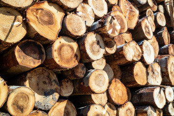 Fototapeta premium Timber stacks at Bonny Glen in County Donegal - Ireland