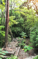 Giant tree in ruins of Palenque, Chiapas, Mexico