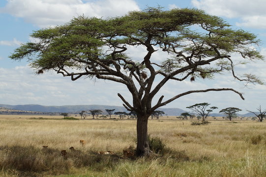 acacia tree in the savannah