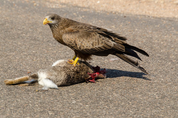 Milan noir, .Milvus migrans, Black Kite
