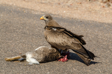 Milan noir, .Milvus migrans, Black Kite