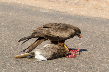 Milan noir, .Milvus migrans, Black Kite