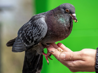 gołąb  © Henryk Olszewski