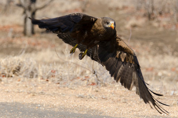 Milan noir, .Milvus migrans, Black Kite