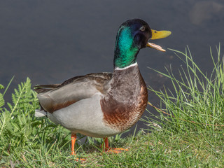 kaczor