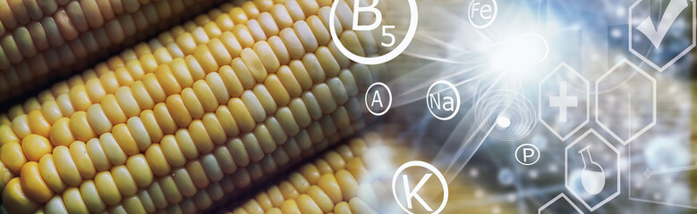 Freshly made fragrant ear of corn with salt. Farm snack of fresh corn. Healthy breakfast and healthy lifestyle concept.