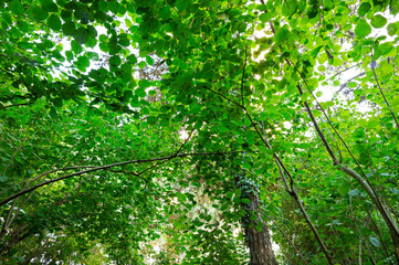 Picture under thick vegetation, thick trees, forest, picture up