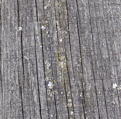 Fototapeta premium roots of old trees as background