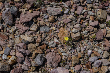 Multi-colored Rocks in the Mojave Desert