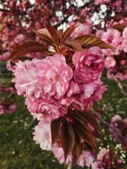 Delicate soft pink sakura flowers