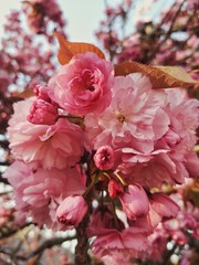 Delicate soft pink sakura flowers