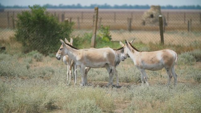 a group of donkeys stand on a pasture