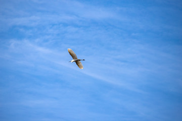 gray heron in flight