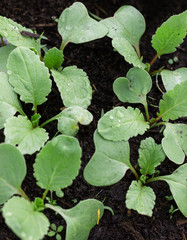young radish sprouts in the ground