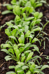 young sprouts greens cress salad