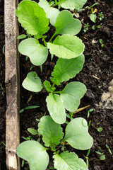 young radish sprouts in the ground