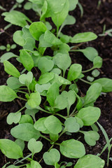 young sprouts of greens arugula in soil
